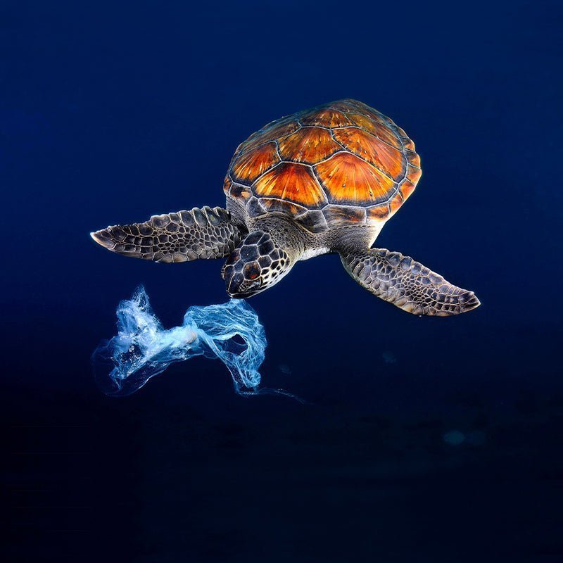 SEAQUAL INITIATIVE une communauté collaborative unique en son genre qui lutte contre la pollution par les plastiques. ME.LAND